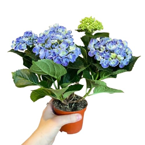 Planta de Hortensia Azul Natural Ideal para Balcones Patios y Jardines