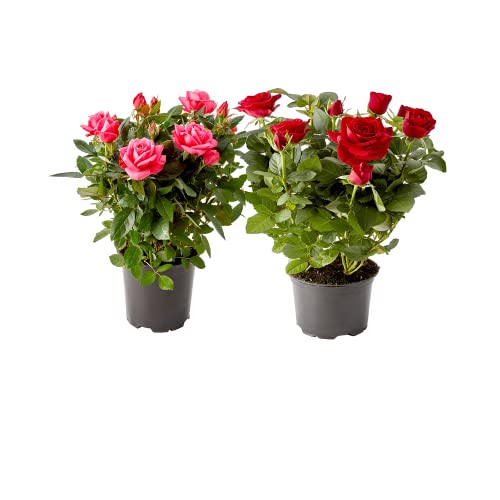DECOALIVE Pack 2 Plantas Naturales Rosales Mini Plantas con Rosas Naturales Flores de Interior