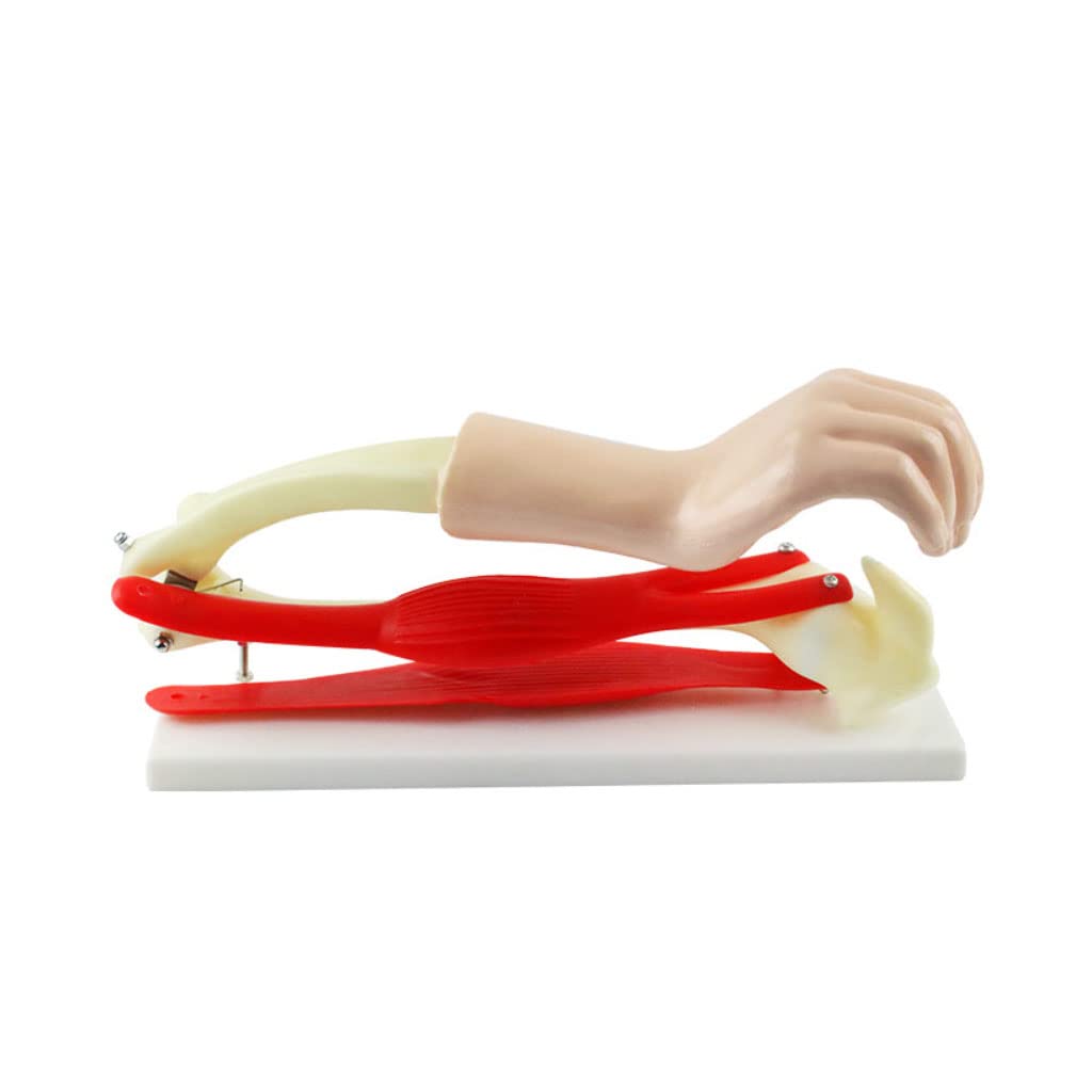 YNIYUJKL Elbow Joint Model Biology Teaching Aids Arm Skeletal Muscle Model Elbow Joint Model