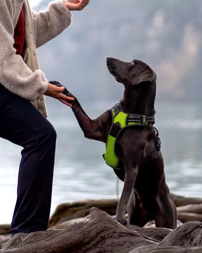 Joytale Hundegeschirr mittelgroße Hunde, reflektierendes Geschirr Hund,luftdurchlässige Hundegeschirr, verstellbares Brustgeschirr mit Griff beim Führen und Training, Grün, M