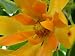 Fresh Joy Perfume Tree (Michelia Champaca) Seeds - Beautiful Orange Flowers Magnolia Tree