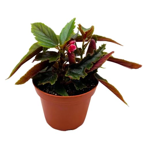 Harmony Foliage Angel Wing Cane Begonia Ginny 4 inch