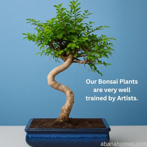 Image of Abana Homes 9-Year-Old Live Chinese Elm Bonsai Plant With Ceramic Pot | Easy To Maintain Unique Design Small Bonsai Tree for Indoor, Outdoor, Living Room, Office Desk, Balcony, Home Decor and Gifting