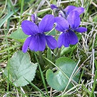 IDEA HIGH Kings Seeds - Viola, Odorata Sweet Violet - 50 Seeds