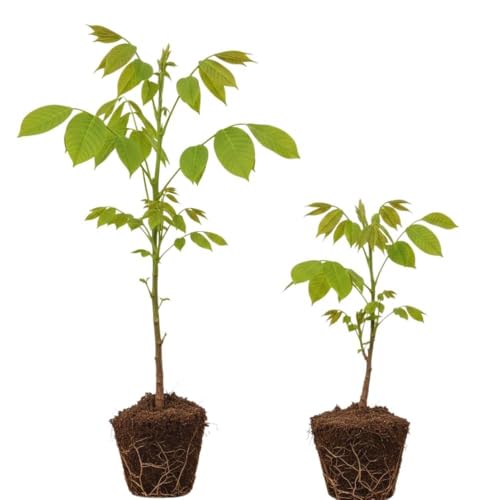 2 Black Walnut Tree Plants Live Bare Roots, 12 to 17 Inc Tall, Live Walnut Plant, Fast Growing