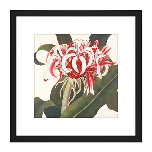 Artery8 Bury Havell Giant Spider Lily Queen Emma Flower 8X8 Inch Square Wooden Framed Wall Art Print Picture with Mount