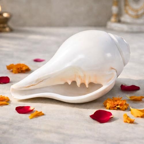 Image of Original Vishnu Shankh | Natural White Shankh /Sankha /Shankhu /Panchajanya Conch Shell for Pooja | Right-Handed Blowing Conch | Spiritual Decor | Vastu | Lakshmi & Vishnu Blessings (4-6 Inch)