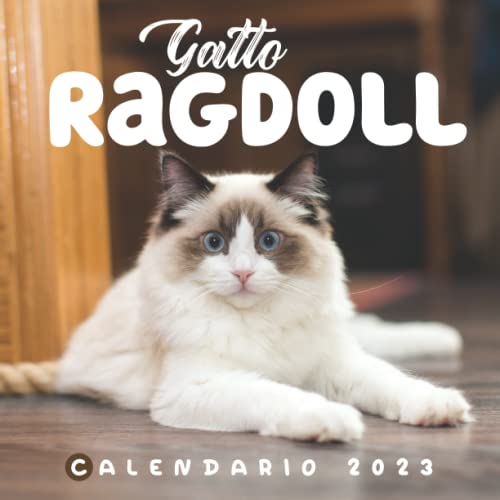  Gatto Ragdoll Calendario 2023: Mini calendario 8.5 x 8.5 pollici da luglio 2022 a dicembre 2023. Un bel calendario fotografico per bambini, ragazze, ragazzi, adolescenti, adulti, uomini, donne