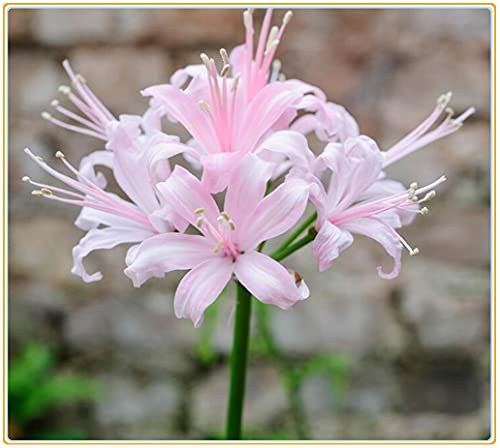 Lycoris radiata/Bellissime piante di decorazione del parco-5 bulbi,A