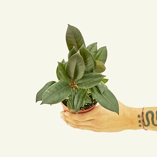 Rooted® Rubber Tree 'Burgundy' - Ficus Elastica | Live, Live Indoor, Easy To Grow, Easy To Care, And Low Maintenance Houseplant, 14 Day Guarantee (4-Inch Pot) #TOP1