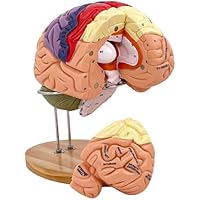 Baannaww Cerebro Maqueta-Modelo Anatomico Cerebro Adecuado
