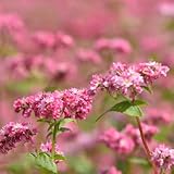800 piezas semillas de plantas de trigo sarraceno, semillas de trigo sarraceno semillas de hierbas, semillas (Fagopyrum esculentum) flores perennes resistentes, plantas en macetas