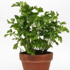 10 Multi Pellets Seeds of TRN376 Simply Parsley Flat