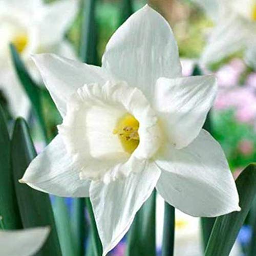 Pianta vera di Narciso Trumpet Mount Hood - Bulbi