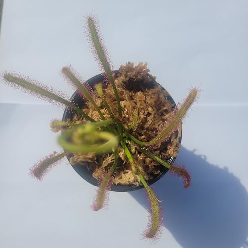 Carnivorous Merry Go Round Giant Cape Sundew (Drosera Capensis) 3 inch Pot