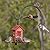 Kingsyard Cute Bird House Feeders for Outside, Hanging Metal Bird Feeder with 4 Ports, Outdoor Garden Yard Decorations for Cardinals Finches Chickadees Goldfinches & Sparrows Birds Watching