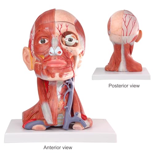 Image of 2026 New 10 Parts Life Size Human Head and Neck W /Brain Model, Numbered Anatomical Head and Neck Muscle with Vessels Nerves and Brain Model for for Medical Teaching Science Learning Education Tool
