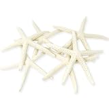 Starfish Decor - Star Fish for Craft - 6pk Real 3-4' White Sea Stars - Beach Wedding Decor - Coastal Party Decorations - Seashell Decor