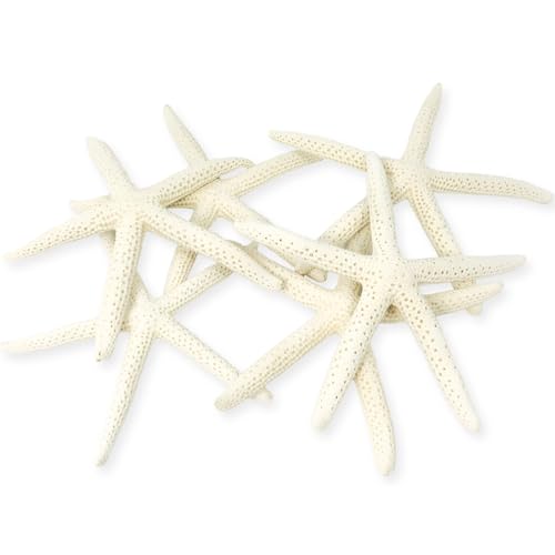 Starfish Decor - Star Fish for Craft - 6pk Real 3-4 White Sea Stars - Beach Wedding Decor - Coastal Party Decorations - Seashell Decor