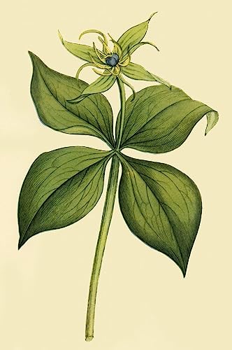 Peinture à l'huile abstraite Herb Parislate toile art mural 60x90cm decoration