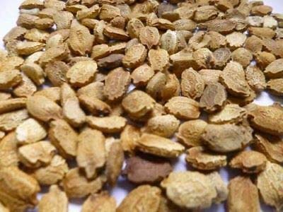 Indiana Karela Beej Bitter Gourd Seed Momordica charantia 100 Seeds for Farming_Odiplantz (B0BRSS1FN2) Amazon Price History, Amazon Price Tracker