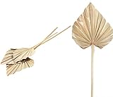 Werden Sie kreativ! In unserem Sortiment finden Sie viele weitere Trockenblumen. Stellen Sie sich eine schöne Mischung ganz nach Ihrem Geschmack zusammen. Genieße die Freude des Gestaltens mit Blumen!