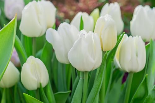 10 White Wedding Dress Tulip Bulbs | White Darwin Hybrid | Top Size