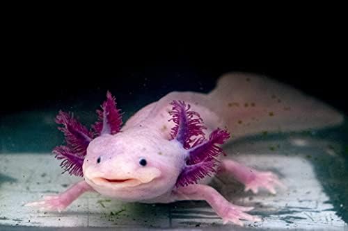 AQUATICBLENDEDFOODS Gourmet Axolotl Soft Food Pellet Mix 3.2mm & 4.0mm & MINI BLOODWORM Sticks (2oz) - A7 — view 4