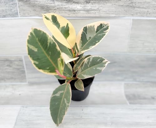 Ficus Tineke Live Plant – 3 Inch Pot, Variegated Rubber