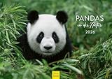 Edition Seidel Premium Kalender Pandas in der Natur 2026 Format DIN A4 Wandkalender Tiere Panda Jungtier China Bambus Wildnis Tierwelt