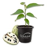 Custard Apple Tree - Cherimoya - Live Plant in a 4 Inch Growers Pot - Annona Cherimola - Beautiful Edible Fruit Bearing Tree for Patio or Garden