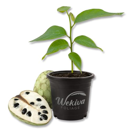Custard Apple Tree - Cherimoya (4 Pot)