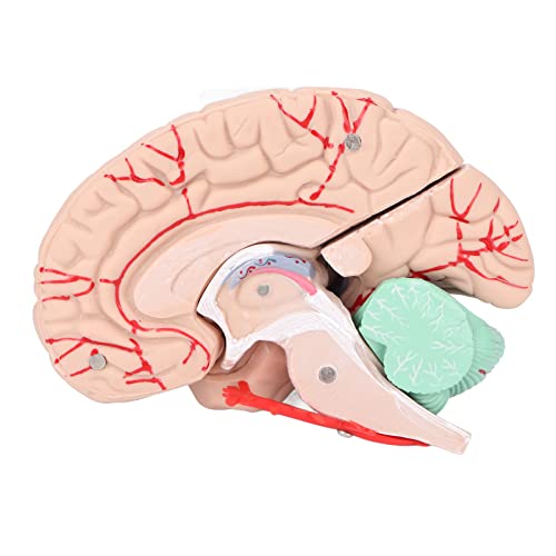 Modelo de cérebro humano, modelos cerebrais anatomicamente precisos para exibição de escola hospital