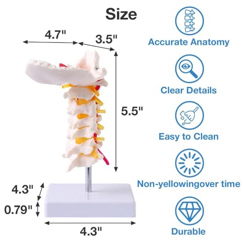 Image of Japard Cervical Spine Model with Cervical Vertebrae, Cervical Nerves, Vertebral Arteries & Occipital Plate for Medical Education, Life Size Human Cervical Spine Model for Anatomy