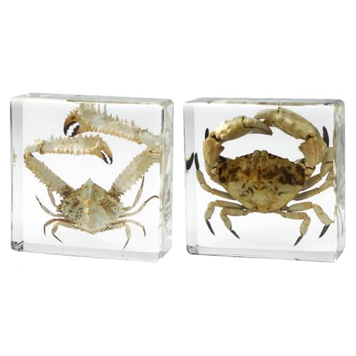 Image of Taxidermy Crabs, Real Oceans Animals Specimen in Resin Preserved, Clear for Closer-Look & Study, Science Educational Classroom Specimens for Home Office Ornament Novelty Gift (3.0x3.0x0.8-inch)