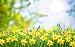 Produktbild YUHUISTART Frohe Ostern Tag Romantische Blumen Ei Druck Hintergrund Thema Vinyl Fotografie Hintergrund Benutzerdefinierte Foto Hintergrund Requisiten (L1)