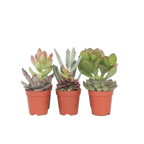 Plant in a Box - Mini Succulentes - Mélange de 6 Pièces de Succulentes - Plantes Réelles - Décoratives et Faciles à Entretenir - Pot 5.5cm - Hauteur 5-10cm