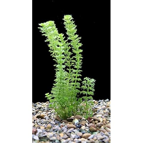 Live Aquarium Plants 'Limnophila Sessiliflora' (10x) Tropical Rooted Fish Tank Snail Free |Floratica Cover