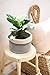 Dahey Jute Cotton Rope Plant Basket Mini Woven Storage Basket for Up to 7