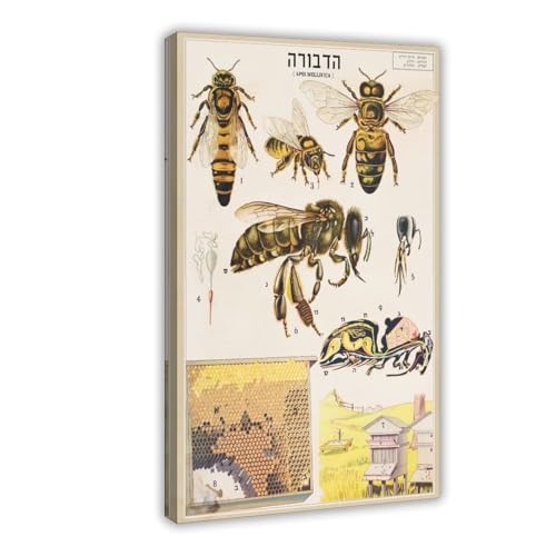 Poster anatomie de l'abeille vintage en toile de 30x45 cm pour decoration de bureau
