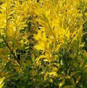 黄金マサキ5本　フイリマサキ5本 61qS6N64wyL._AC_UF1000,