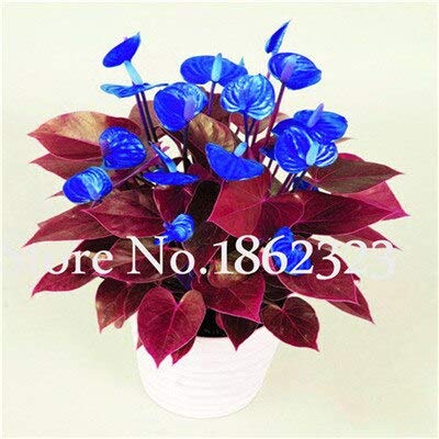 70 Pcsmixed Color Anthurium Seeds Indoorflower Seeds Diy Balcony Flower S For The Garden Home (B083S844G1) Amazon Price History, Amazon Price Tracker