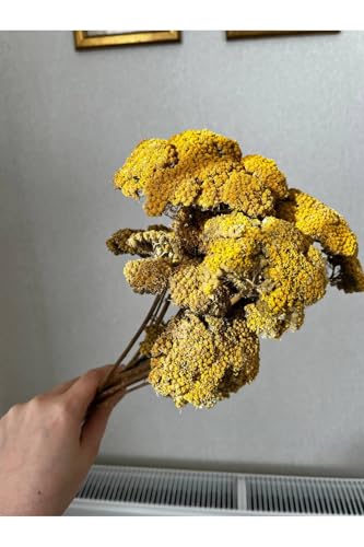 Ramo de Flores Secas Milenrama Amarilla Decoración Hogar miniatura 1