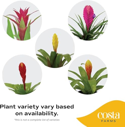 Image of Costa Farms Live Bromeliad Indoor Plant, Red Guzmania Blooming Houseplant in Grow Pot, Tropical Tabletop Decor, Fresh From Farm, 12-Inches Tall