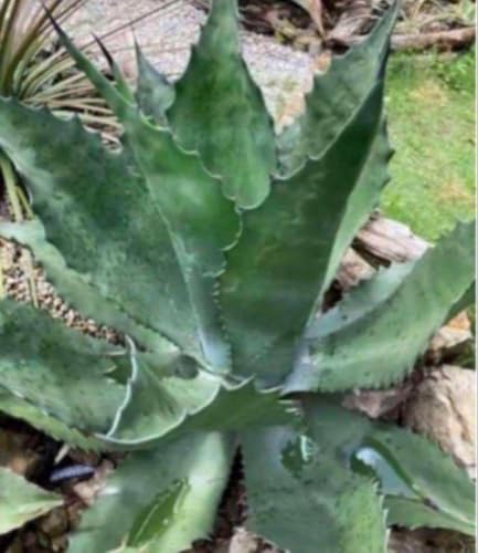 観葉植物 アガベ ブルー」の人気商品一覧 | 安い商品を通販サイトから