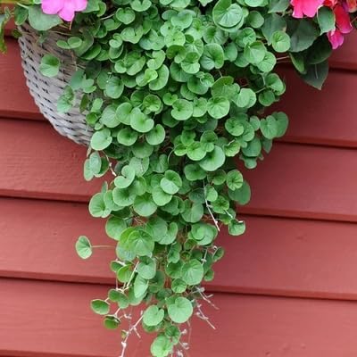 100Pcs Green Dichondra Plants Seeds