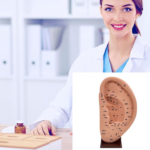 Modèle d'oreille acupoint en PVC pour localiser facilement chaque point