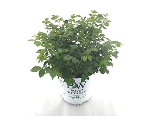 Premier Plant Solutions 21135 (Rosa) 'at Last' Proven Winners Rose, 2 Gallon