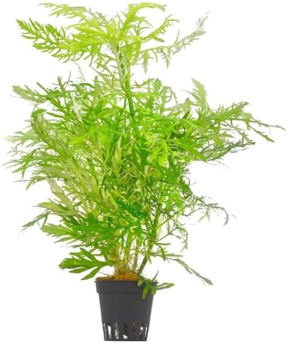Hygrophila Difformis Water Wisteria Aquarium Live Plant (Submerged Green Pot) (B0CJRTQ77Z) Amazon Price History, Amazon Price Tracker