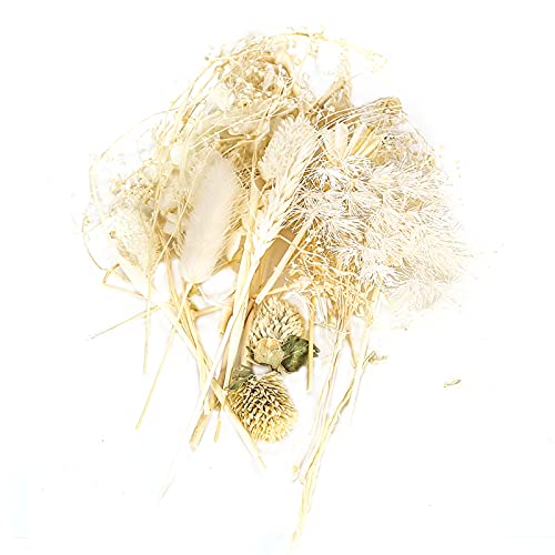 Material de fabricação de flores secas, conjunto de folhas de flores reais para decorações florais,